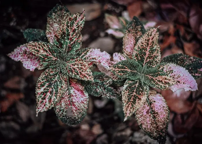 Lunita Jungle Puerto Morelos